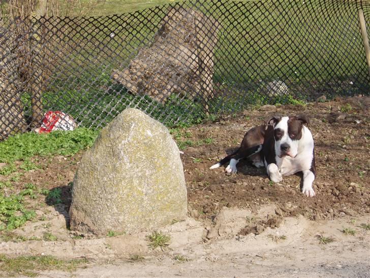 Blanding af racer Tulle død billede 2