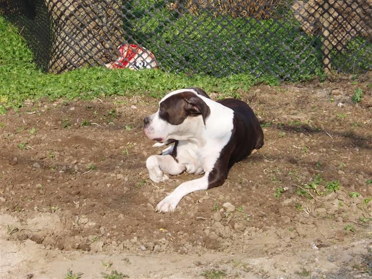 Blanding af racer Tulle død billede 3