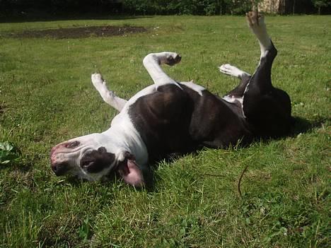 Blanding af racer Tulle død billede 4