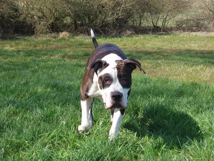 Blanding af racer Tulle død billede 5