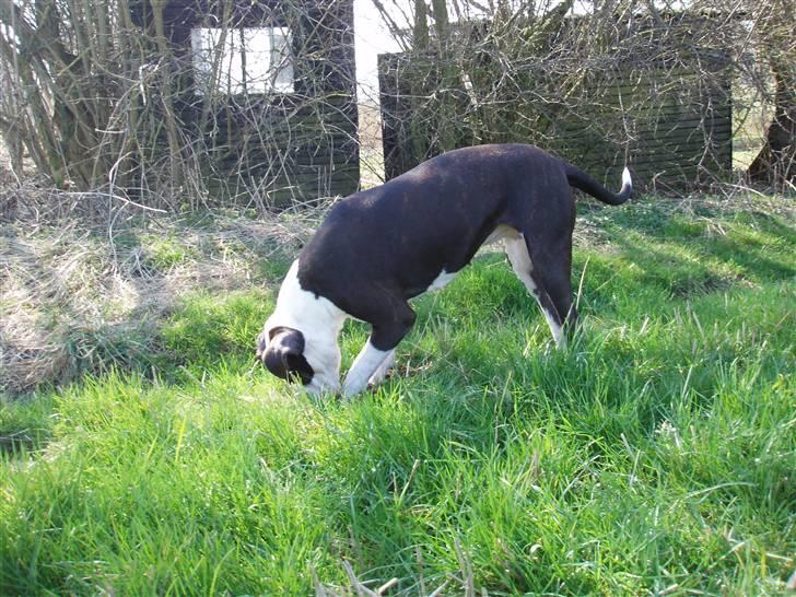 Blanding af racer Tulle død billede 6