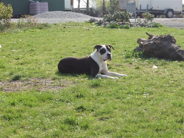 Blanding af racer Tulle død billede 7