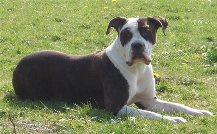 Blanding af racer Tulle død billede 8