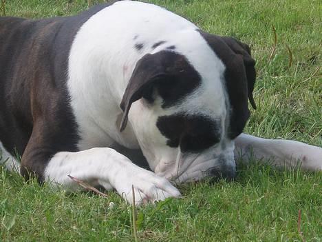 Blanding af racer Tulle død billede 9