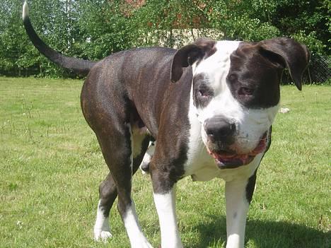 Blanding af racer Tulle død billede 10