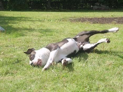 Blanding af racer Tulle død billede 11