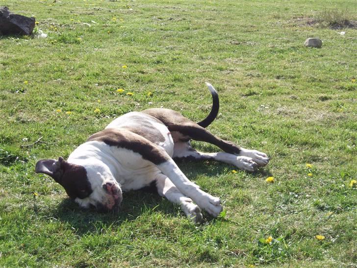 Blanding af racer Tulle død billede 12