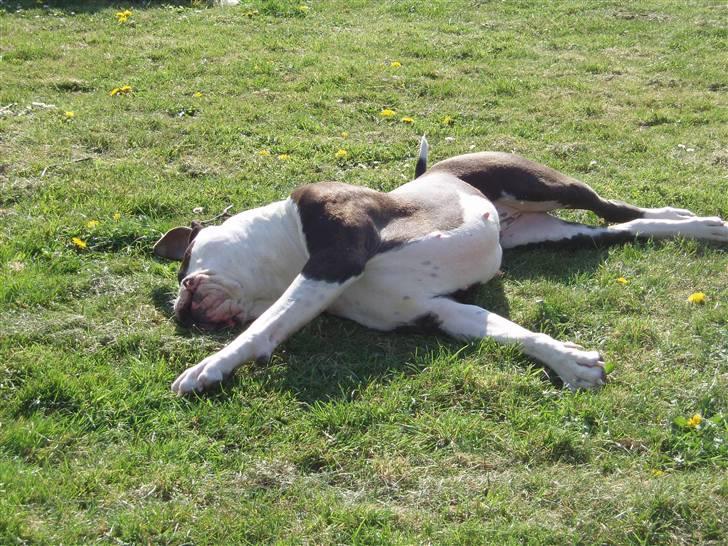 Blanding af racer Tulle død billede 13