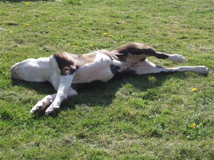 Blanding af racer Tulle død billede 14