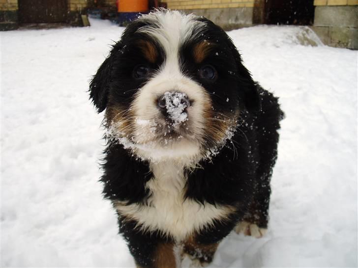 Berner sennenhund Lonnie - Simba har haft næsen godt nede i sneen. Hi, hi... billede 9