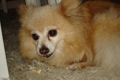 Pomeranian Thea død - dejligt lige hvad jeg kunne bruge billede 4