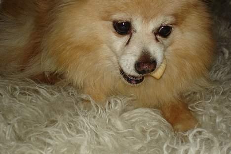 Pomeranian Thea død - uhmm.... jeg må skynde mig inden trunte kommer billede 5