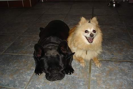 Pomeranian Thea død - kan du se at der mangler noget.......vi vil så gerne ha en lille chihuahua og hygge med kender du en som vi kan købe så skriv til vores mor og far billede 6