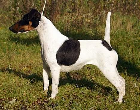 Glathåret foxterrier GRETA GARBO - Her er jeg 2 år gammel billede 3