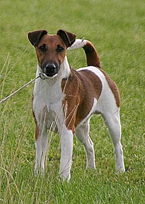 Glathåret foxterrier HARPO billede 3