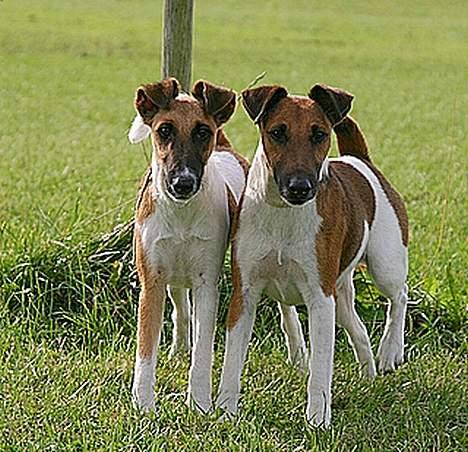 Glathåret foxterrier HARPO billede 4