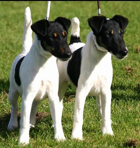 Glathåret foxterrier HARPO billede 5