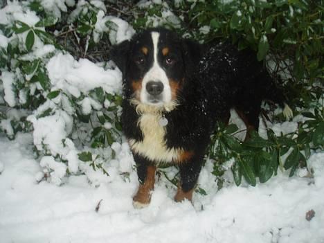 Berner sennenhund Lonnie - Jeg tror jeg gemmer min her i busken...hi, hi... billede 10