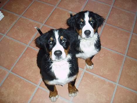 Berner sennenhund Lonnie - Det er mig til venstre og vi har lige været i bad, det var dejligt synes vi... billede 11