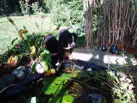 Berner sennenhund Lonnie - Uhmmm, det er godt med en tår vand fra havedammen... billede 12