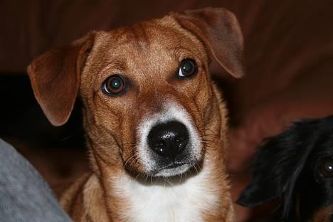 Østrigsk pinscher Lillekjær´s Lucie - Lucie 9 mdr. billede 1