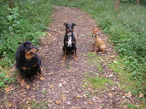 Østrigsk pinscher Lillekjær´s Lucie - Lucie med sin mor Georiga (i midten), sin faster (Freya), alle 3 Østrigske Pinschere billede 2