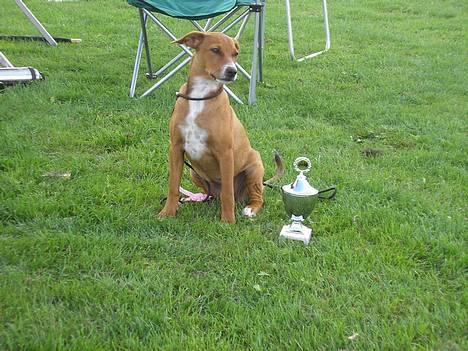 Østrigsk pinscher Lillekjær´s Lucie - Lucie 3½ mdr. på sit første skue, blev dagens bedste baby billede 3