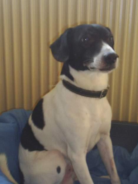 Dansk svensk gaardhund Mikki R.I.P. :´( billede 1