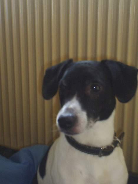 Dansk svensk gaardhund Mikki R.I.P. :´( billede 2