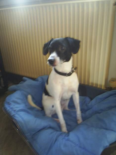 Dansk svensk gaardhund Mikki R.I.P. :´( billede 3