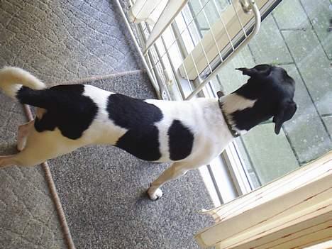 Dansk svensk gaardhund Mikki R.I.P. :´( billede 4