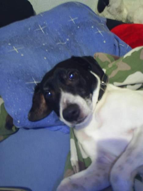 Dansk svensk gaardhund Mikki R.I.P. :´( billede 5