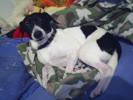 Dansk svensk gaardhund Mikki R.I.P. :´( billede 6