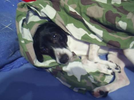 Dansk svensk gaardhund Mikki R.I.P. :´( billede 7