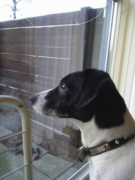 Dansk svensk gaardhund Mikki R.I.P. :´( billede 8