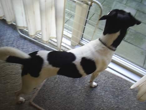 Dansk svensk gaardhund Mikki R.I.P. :´( billede 9