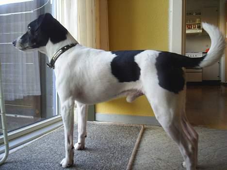 Dansk svensk gaardhund Mikki R.I.P. :´( billede 10