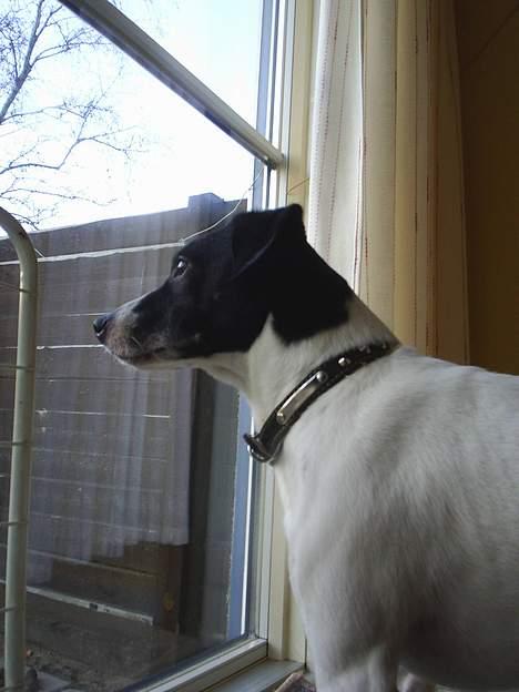 Dansk svensk gaardhund Mikki R.I.P. :´( billede 11