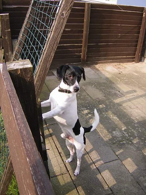 Dansk svensk gaardhund Mikki R.I.P. :´( billede 12