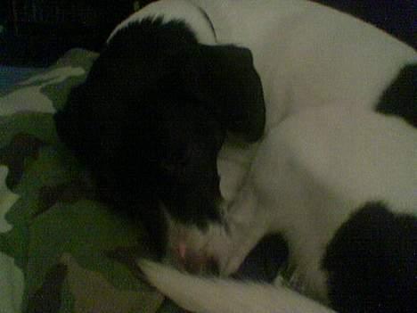 Dansk svensk gaardhund Mikki R.I.P. :´( billede 13