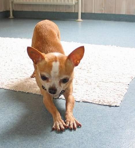 Chihuahua Mexi Xaxo (Xaxo) (R.I.P.) - Iiihhhhaaa lækkert at strække sig ud ! *g* billede 6