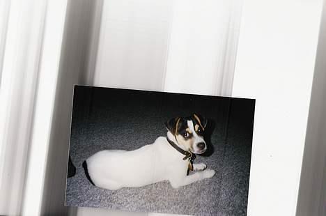 Dansk svensk gaardhund Tilde - hej vi kan ikke oprette flere billeder fordi de er i formart tif vi lover at inden jul  kommer der flere billeder....,. billede 1