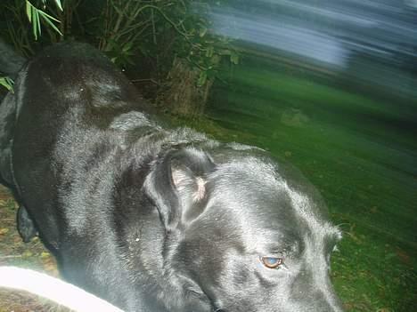 Labrador retriever Rollo  - det ser da sejt ud...ikk? billede 10