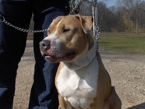 Blanding af racer Brutalis  billede 1