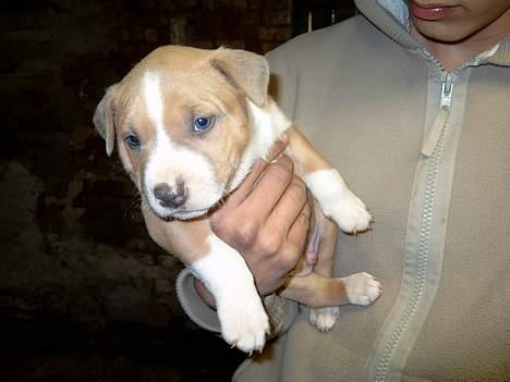 Blanding af racer Brutalis  - Er han ikke sød :) billede 2