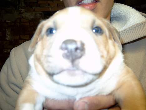 Blanding af racer Brutalis  - Han var en rigtig tyksak :) billede 3