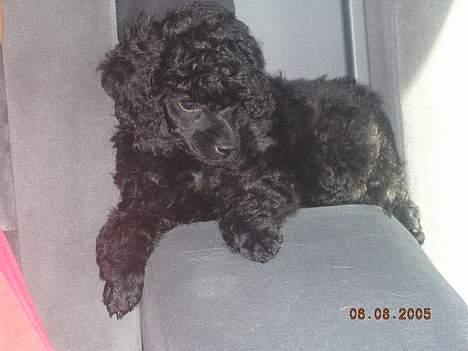 Toypuddel Black Chili Girl - Her er min plads 8 uger og på vej til mit nye hjem. billede 1