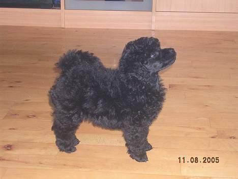 Toypuddel Black Chili Girl - 10 uger billede 2