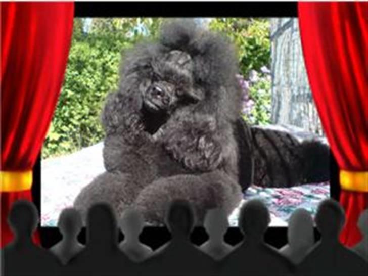 Toypuddel Black Chili Girl - Nøj jeg er kommet i biografen!!! billede 3