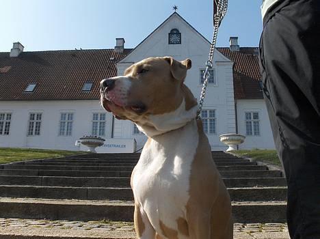 Blanding af racer Brutalis  billede 4